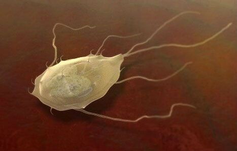 Giardia are also parasites! 