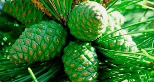 Green pine