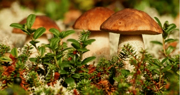 mushrooms