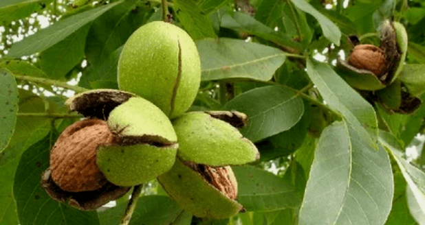 walnut